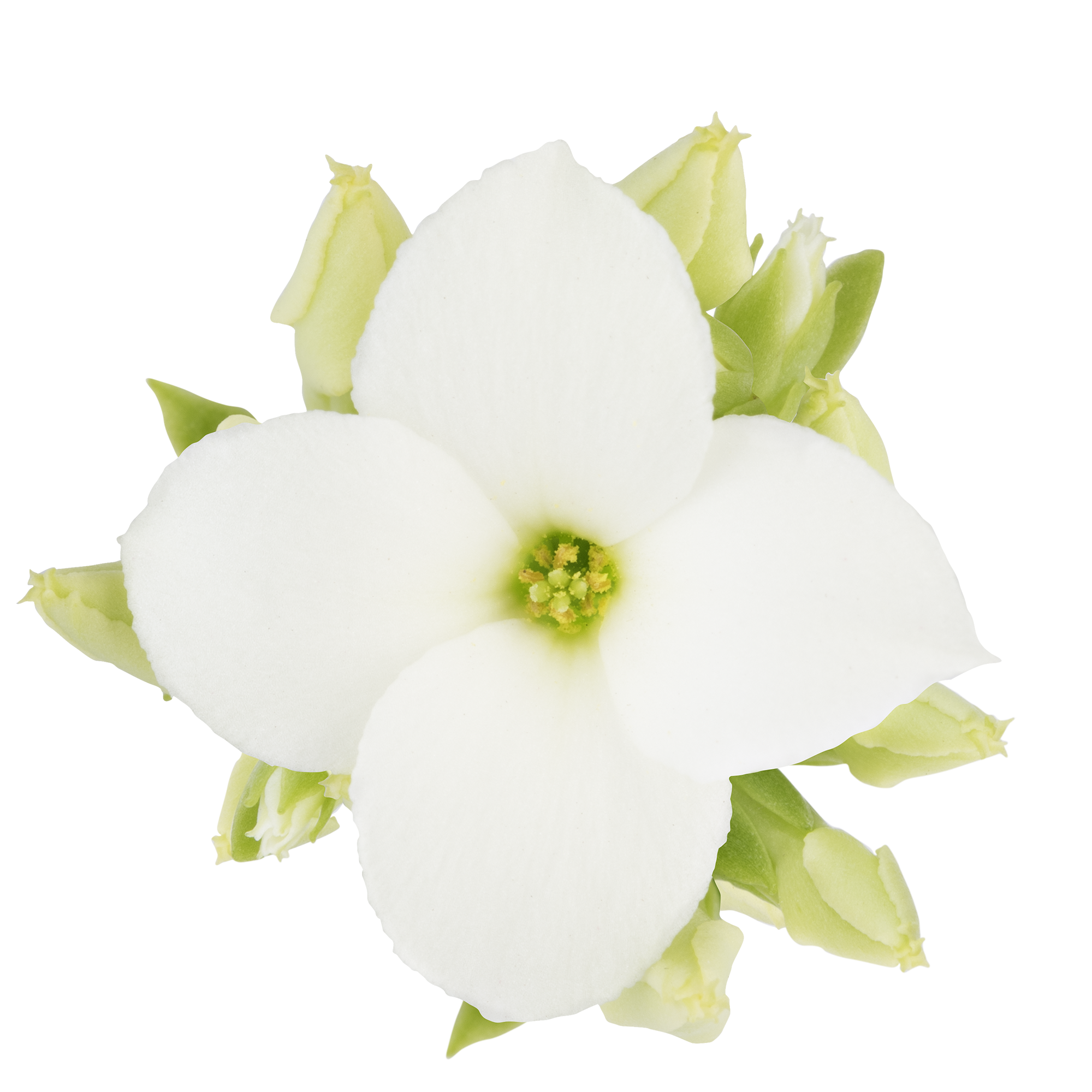 Queen® Genetics - Sibil