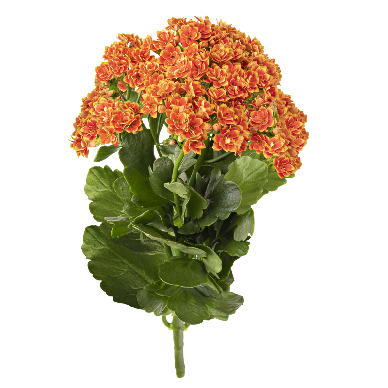 Queen® Genetics - Flaming Orange Meadow
